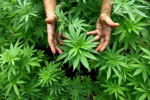 Israel grows medicinal marijuana in Safed